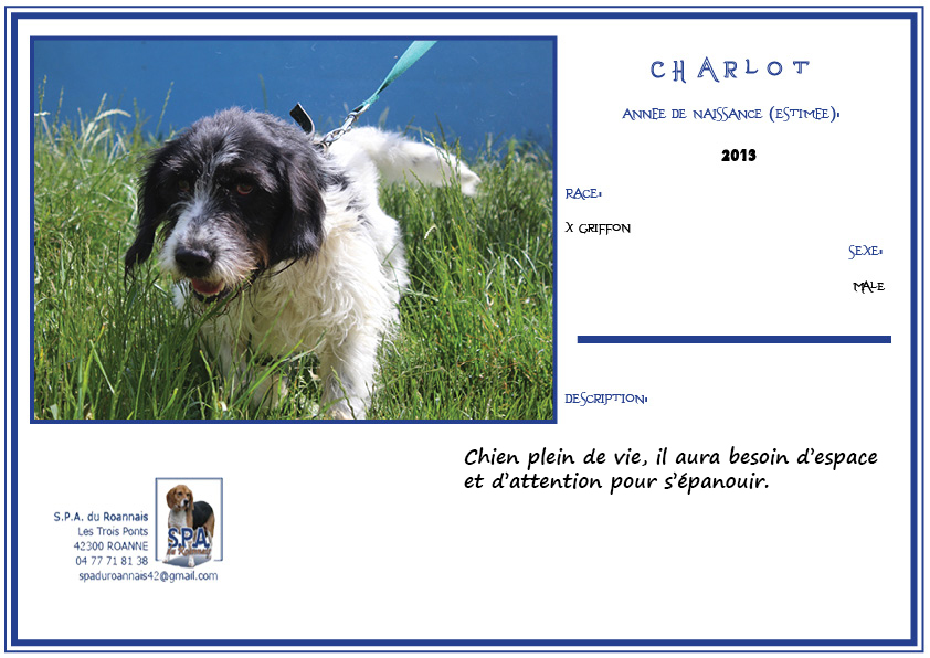 CHARLOT - x griffon 5 ans -  - Spa du Roannais à Roanne (42) Charlot