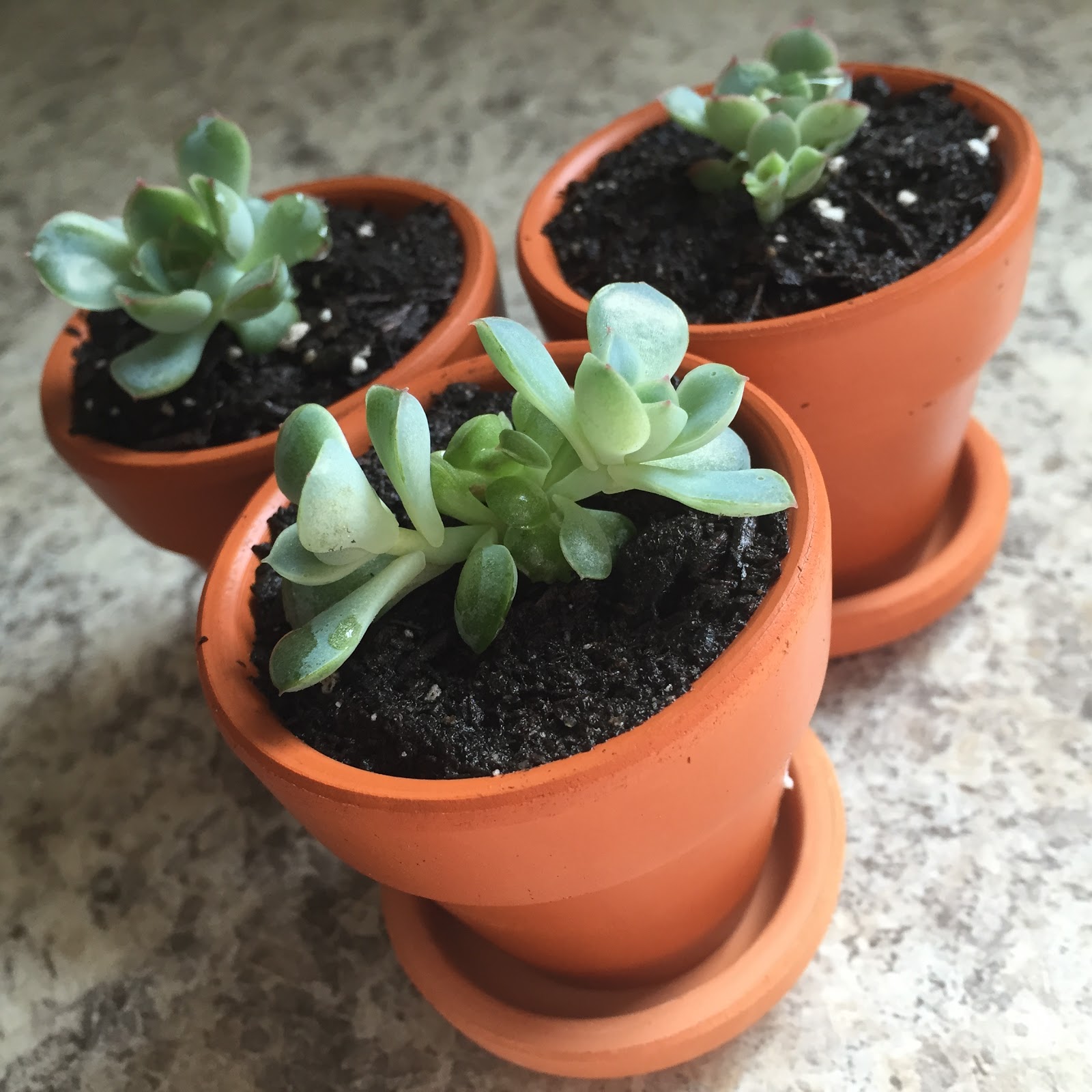 baby succulents in small pots