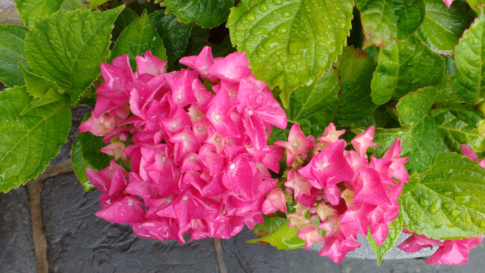 Gardener S Word Reducing The Lawn Size Over The Years