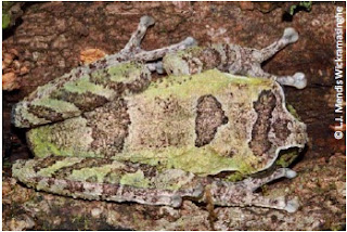 Jagath Gunawardana’s shrub frog, Pseudophilautus jagathgunawardanai, endemic frogs of sri lanka, endemic frog, endemic amphibian,central highlands, word heritage site 