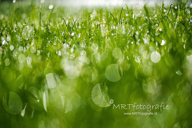 Regendruppels in het gras, macro