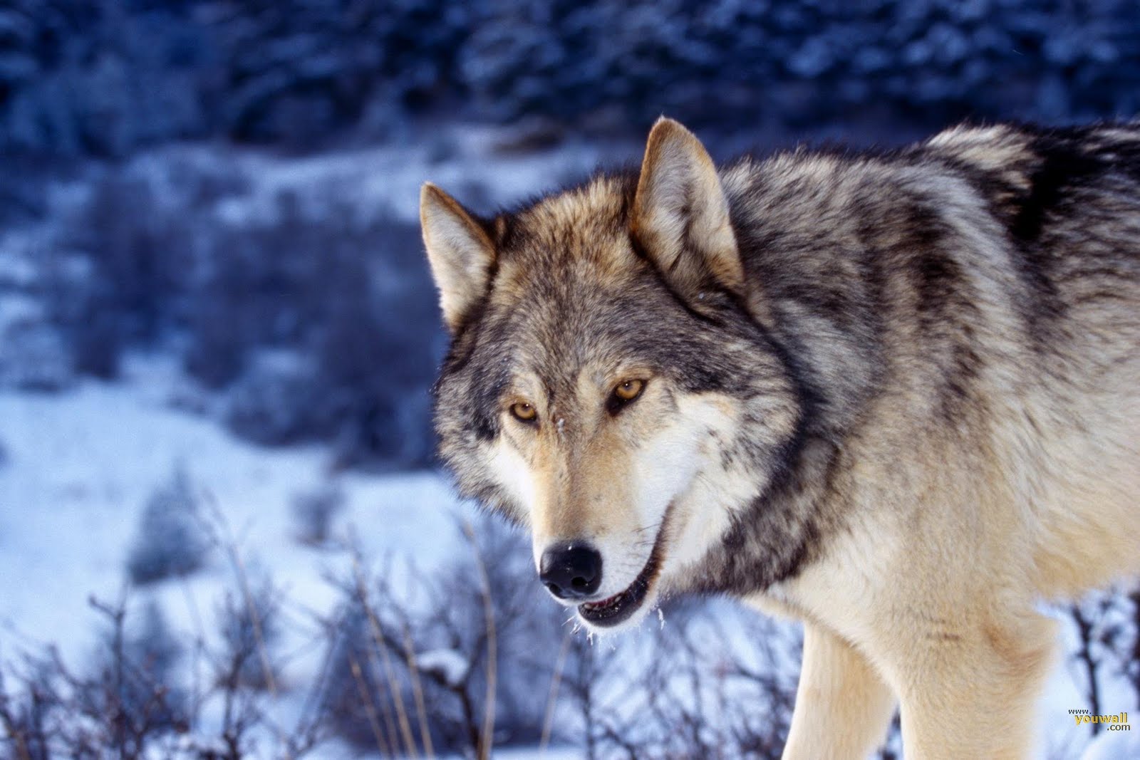 Save Our Nature Wildlife Idaho wolf hunters have more options, targets