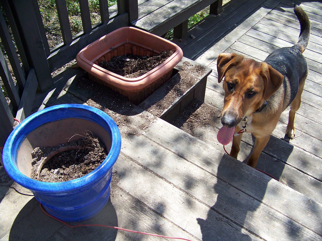 Cumulus Dog Make Lousy Landscaper