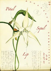 Angraecum sesquipedale