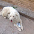 Ηγουμενίτσα: Βοηθήστε να βρεθεί η σκυλίτσα της φωτογραφίας