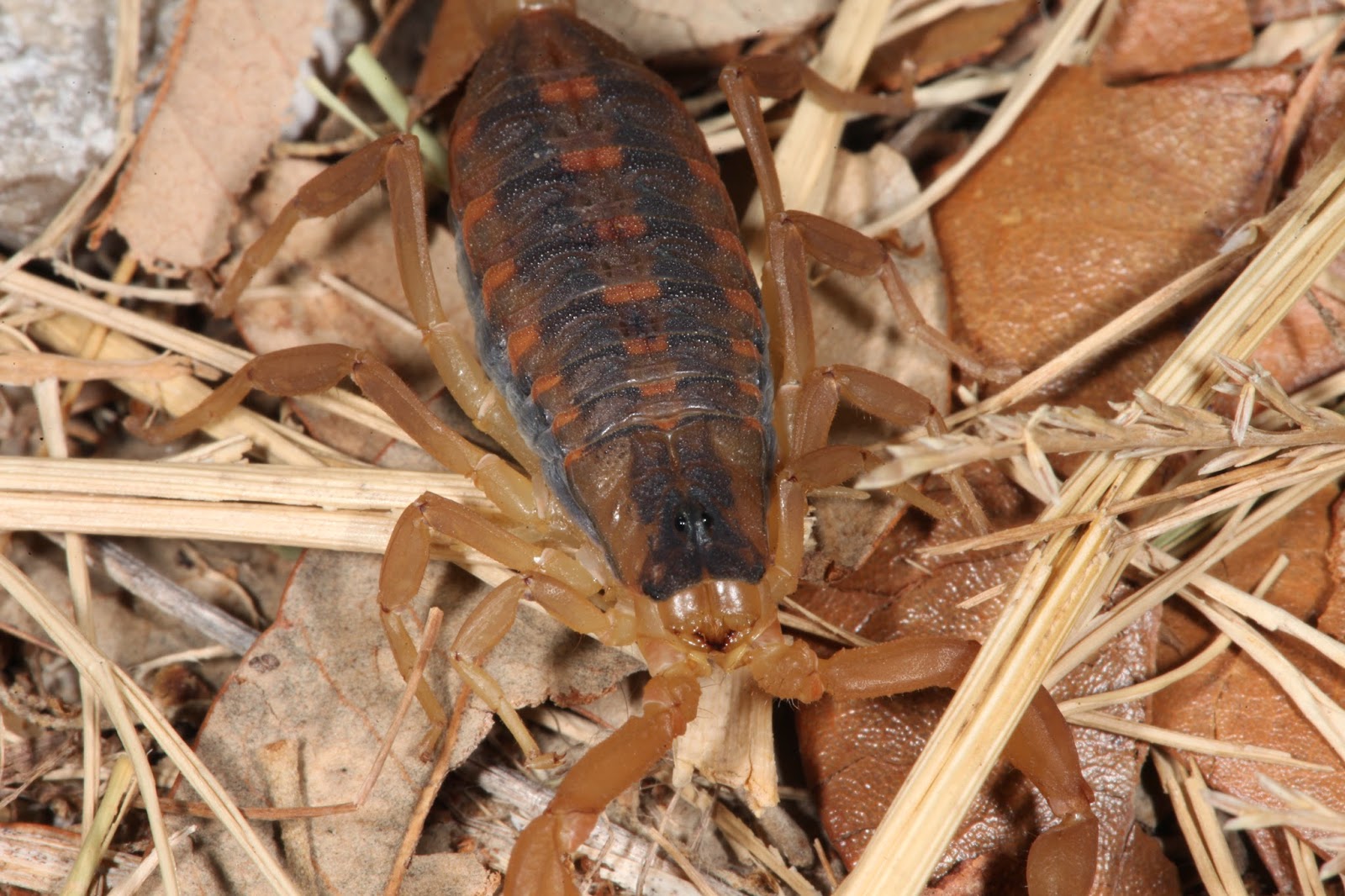 JaredDavidsonPhotography: Striped Bark Scorpion