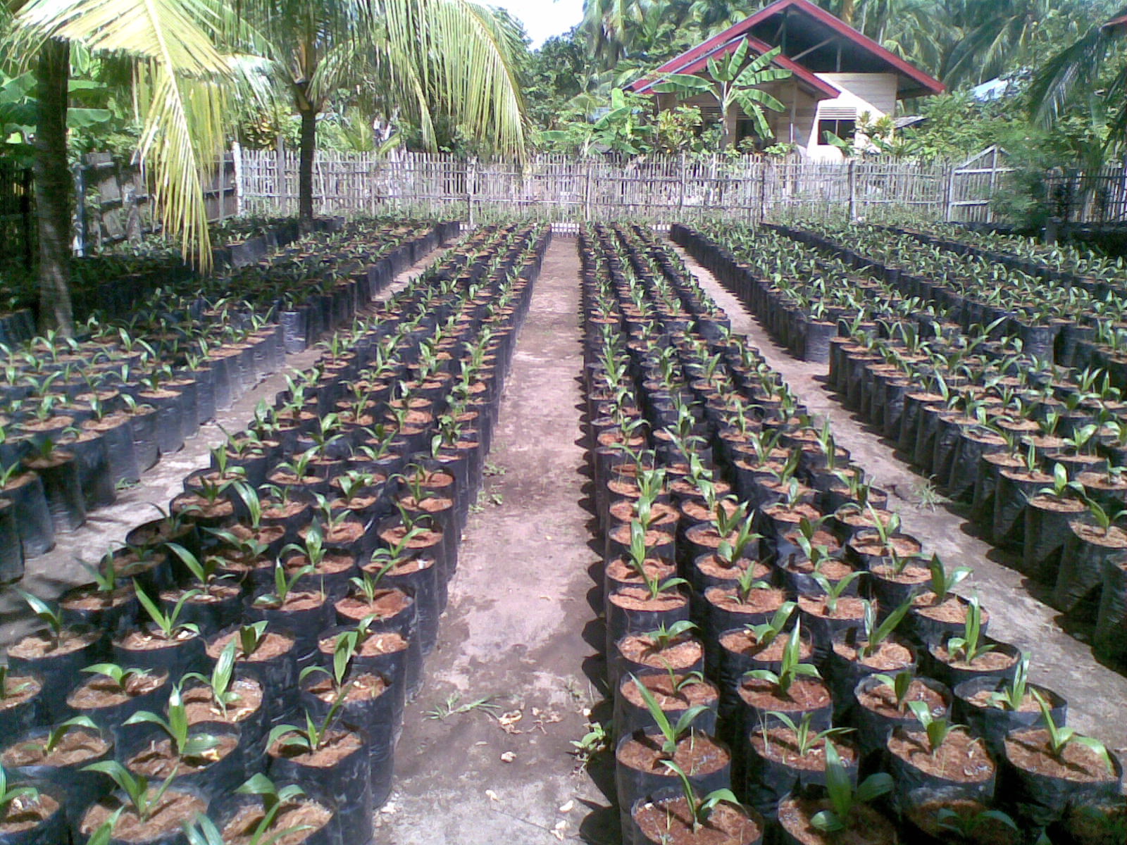 TEKNIS PEMBIBITAN KELAPA SAWIT BUDIDAYA TANAMAN