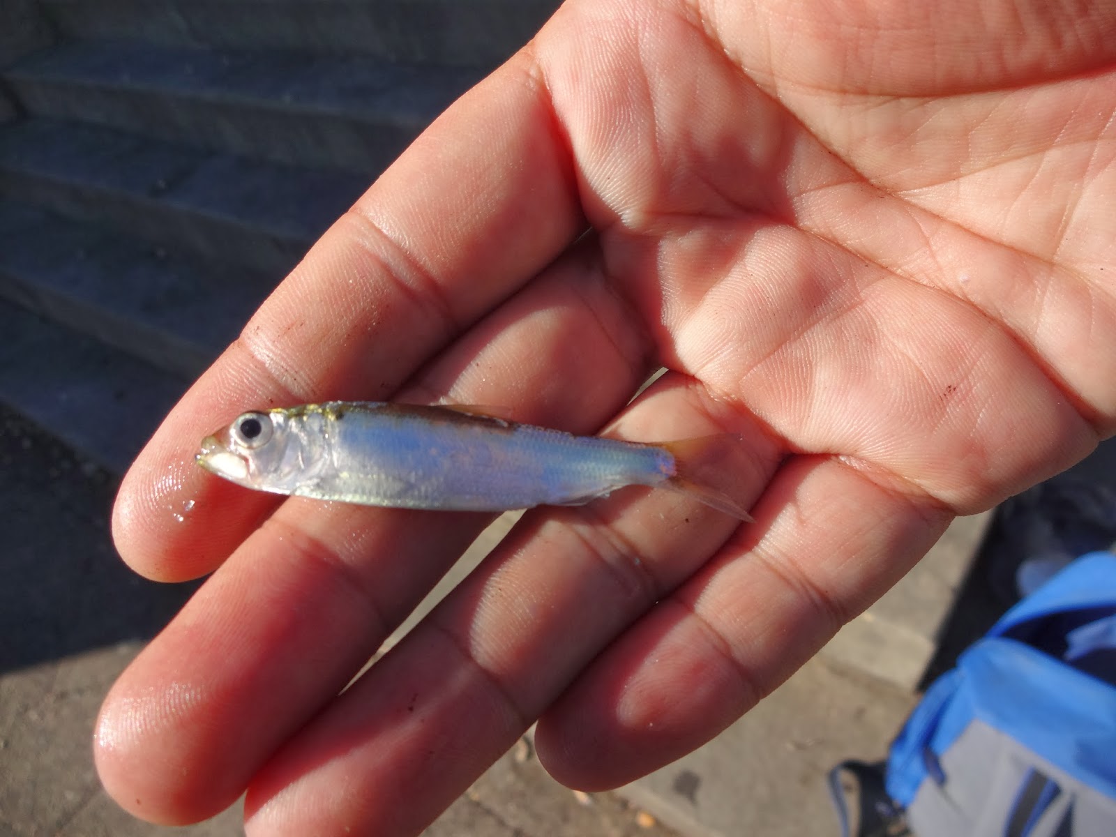 Extreme Philly Fishing: September Fishing Sessions (Last Update: COMPLETE)