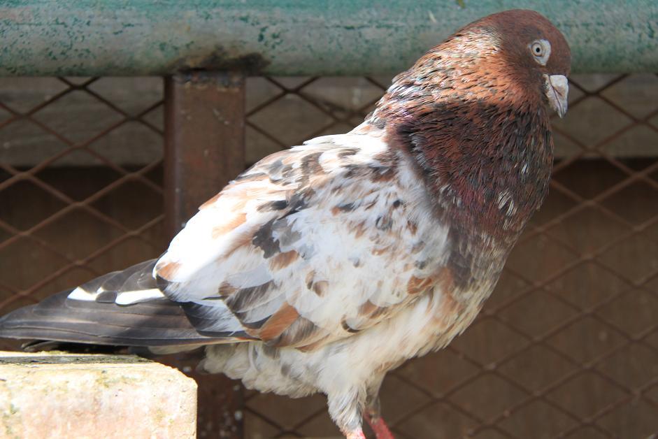 Indian Pigeons Pakistani Pigeons Teddy Kabootar Rampuri Kabootar