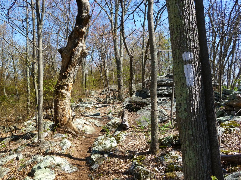 Gone Hikin' Big Schloss Washington National Forest Wolf Gap