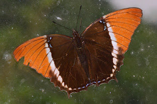 puriscal butterfly
