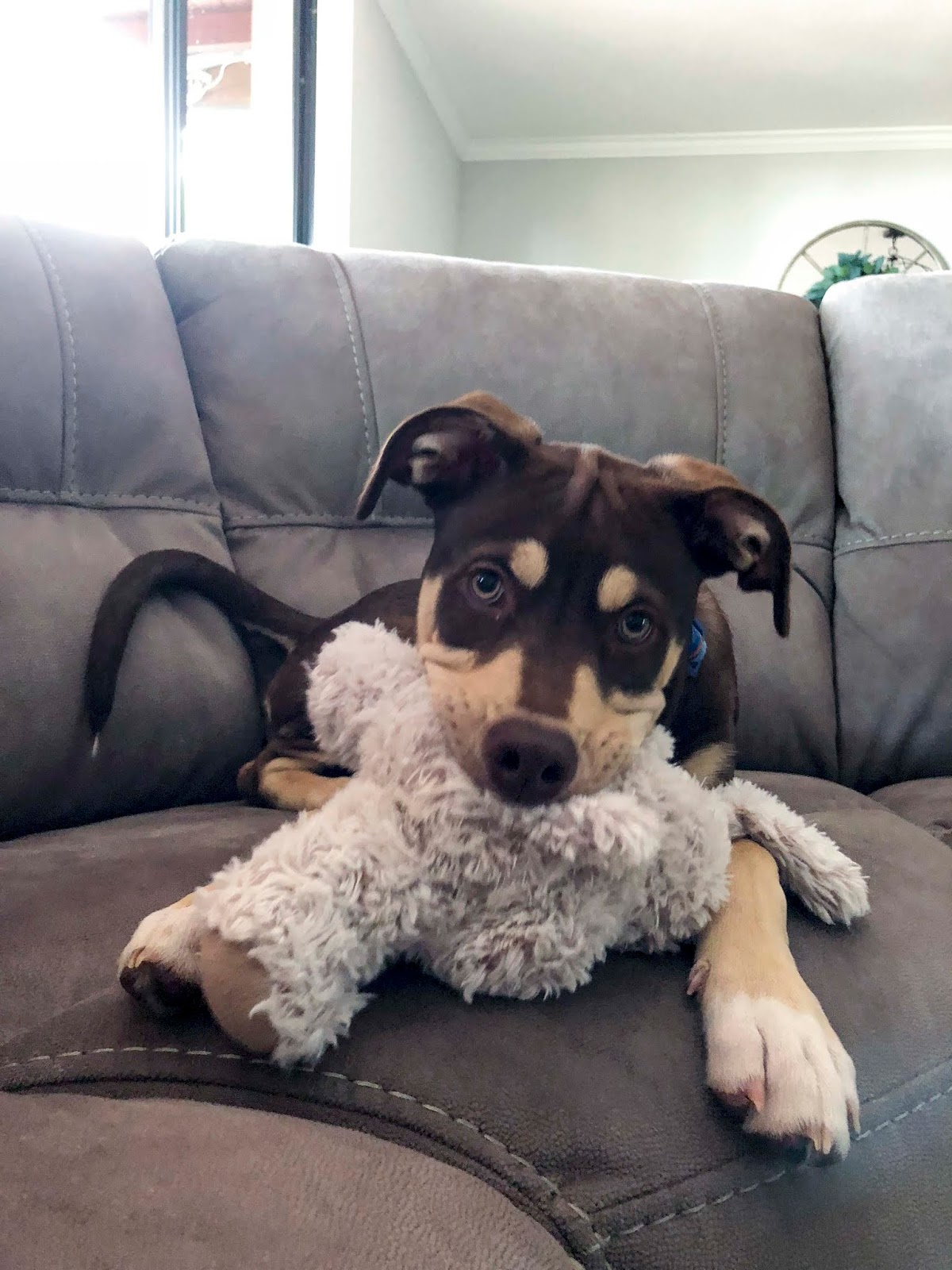 Florida Dog Walkers and Pet Sitters Miami Doggie Daycare & Boarding