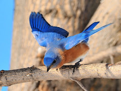 bird bluebird birds wallpapers desktop male funny freshboo tropical soaring blogthis email everything