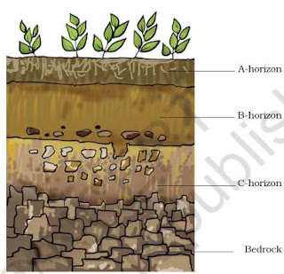 NCERT Solutions for Class 7 Science Chapter 9 Soil