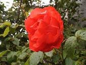 2: Rose Petal