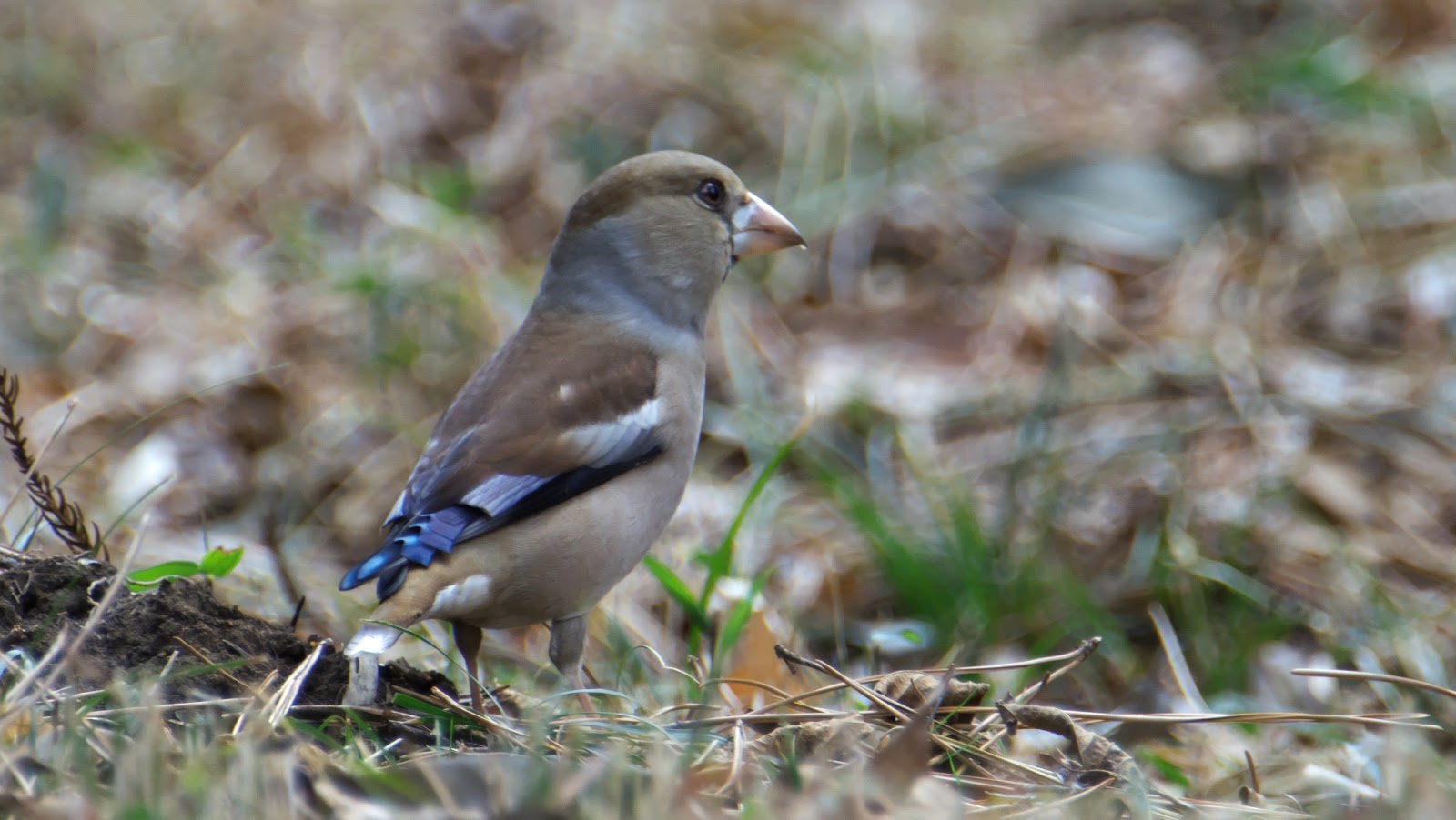 シャンプーが目に入るとなぜ目が焼けるのですか?