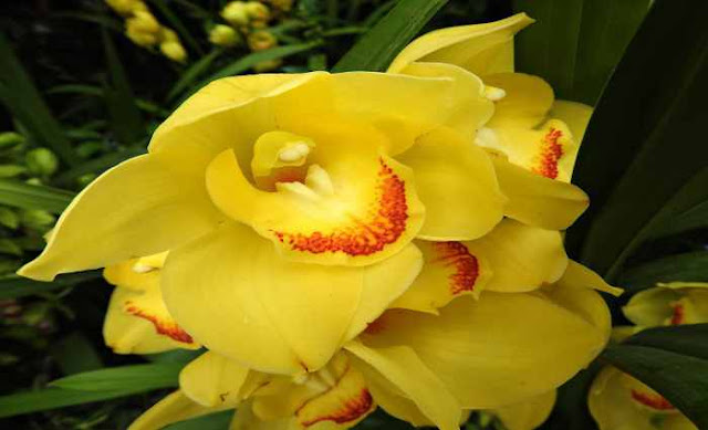 Orquídea cymbidium Orquídea cymbidium