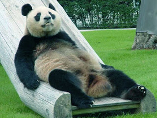 Gambar Binatang Lucu Panda Pool Bergerak