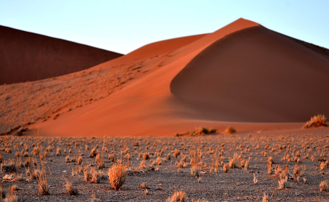 Grassy patches in front of sand dunes in Sossusvlei
