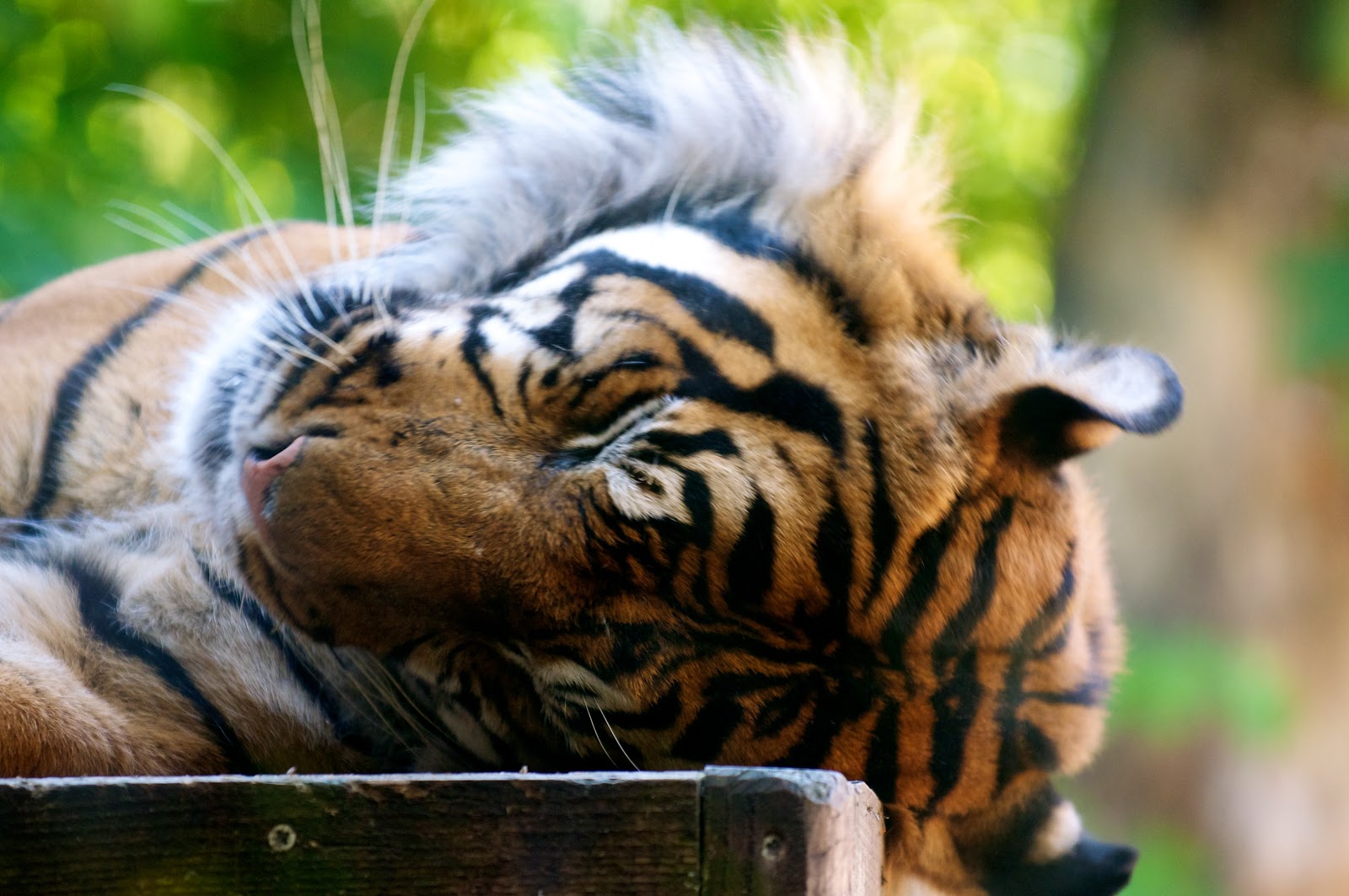 Graham Hush Photography: London Zoo - Penguins and Tigers