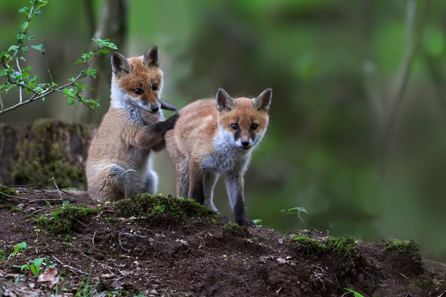 wild wild cute cute Some Wild Animals