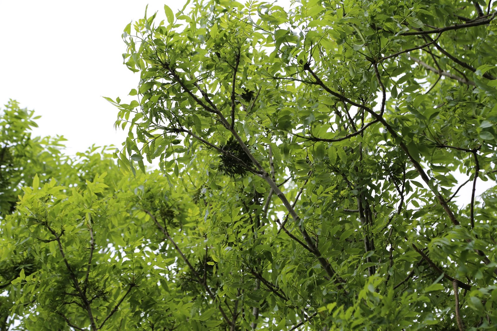 Деревья средней полосы фото. Ясень маньчжурский Fraxinus mandshurica. Ясень носолистный дерево. Fráxinus mandshurica. Fraxinus rhynchophylla.