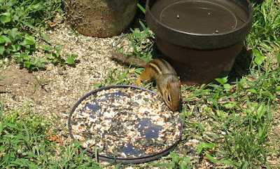 chipmunk, Today, May 28, 2016, 12:15:09 PM