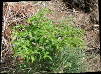 Wider view of a whole pepper plant, with dried grass and shredded wood mulch around the plant.