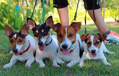 Jack Russell Terrier