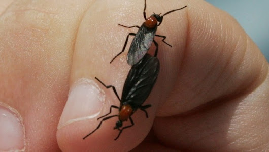 Return of the Love Bugs