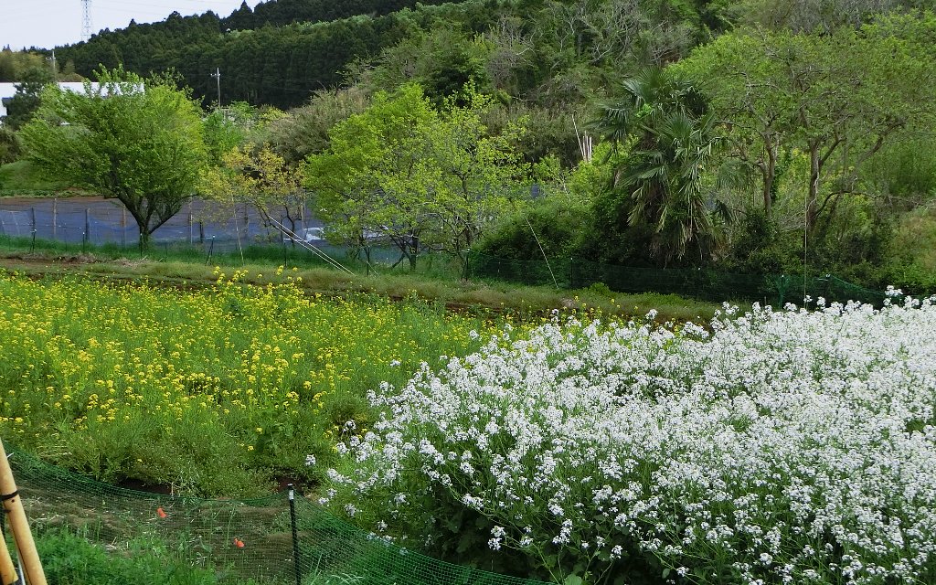 春のサイクリングで楽しめる土手の菜の花ともお別れか スピード狂の自作マニア