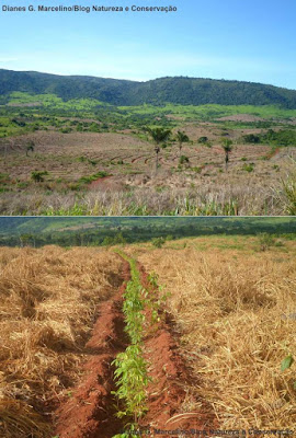 Vista dos sulcos adotado na técnica de plantio direto por semeio de sementes no reflorestamento do Parque Nacional Campos Ferruginosos de Carajás, em Parauapebas e Canaã dos Carajás, no Pará. Foto: Dianes G. Marcelino. Parque nacional campos ferruginosos de Carajás, reflorestamento, reflorestamento de parque nacional, reflorestamento do parque nacional campos ferruginosos de carajás, semeio direto de sementes, plantio direto de sementes, plantio de mudas, árvores, reflorestamento unidade de conservação, proteção integral, natureza, conservação, carajás, Parauapebas, Canaã dos Carajás, Vale, mineradora, mineradora vale