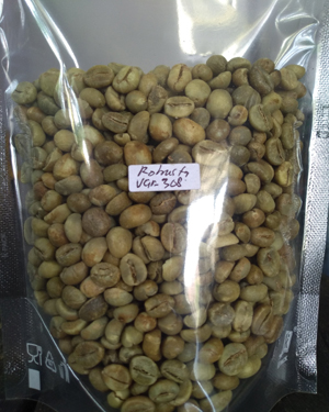 Green Bean Robusta Varietas 308 500 Gram