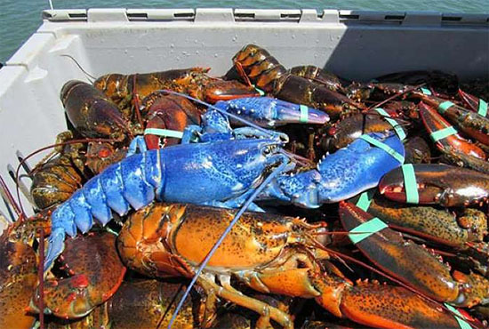 Raríssima lagosta azul é encontrada por pescador