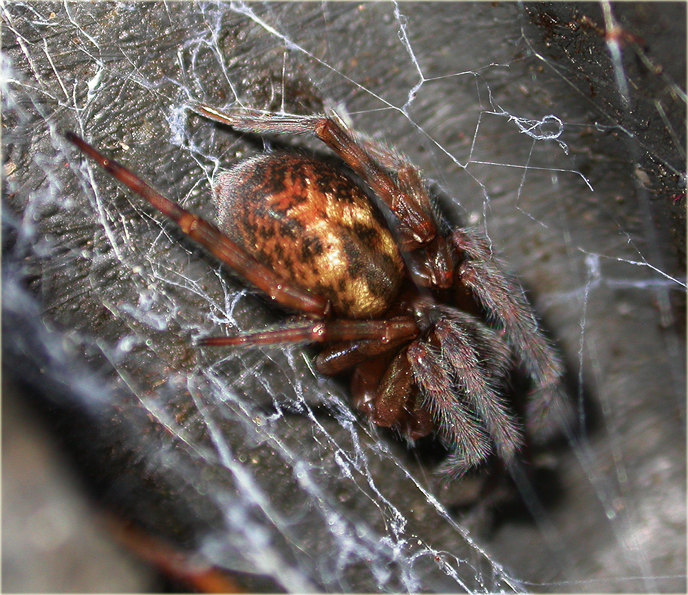 Arachnerds Lace Webbed Spiders Amaurobius sp.