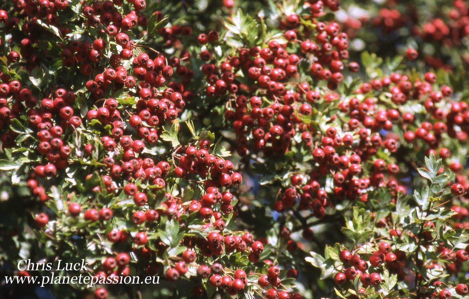 French wildlife and beekeeping Hedgerows and Dry Stone Walls in France