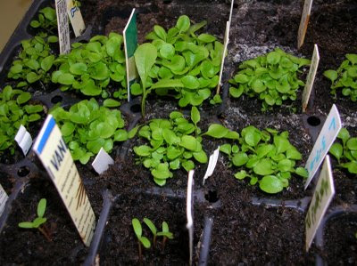 Lobelia When To Plant Out - How To Grow Lobelia From Seed