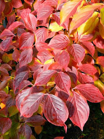 Cornus kousa var chinensis Chinese dogwood autumn foliage by garden muses-not another Toronto gardening blog