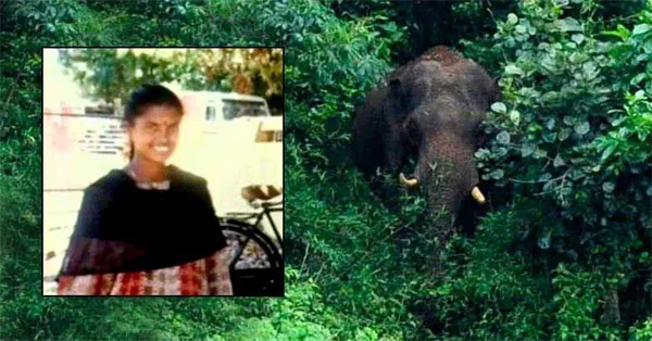 Maoist woman killed by wild elephant at Nadukani, Malappuram, News, attack, Woman, Dead Body, Maoists, Police, Probe, Kerala