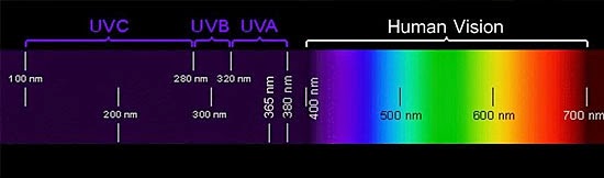Camaleão - Visão Ultravioleta