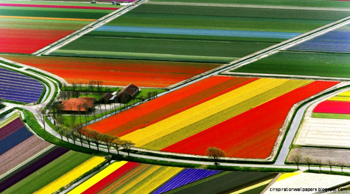 Aerial View Of Tulip Flower Fields Amsterdam The Netherlands HD