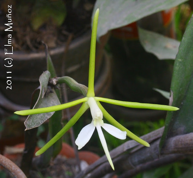 Orquideas del Peru : Epidendrum nocturnum