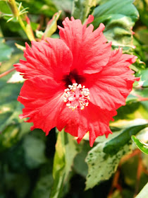 Variegated tropical hibiscus Snow Queen Centennial Park Conservatory by garden muses-not another Toronto gardening blog