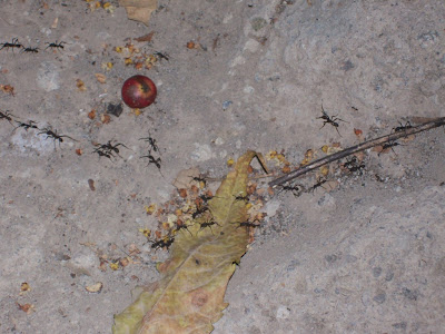 army ants Eciton burchelli