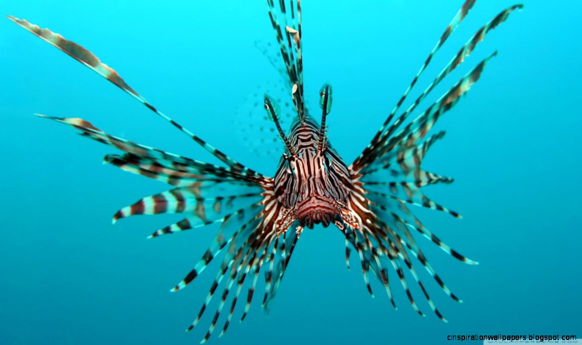 Sea Lion Fish