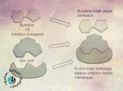 FaktorFaktor Yang Menghipnotis Fungsi Kerja Enzim  Mata Pelajaran