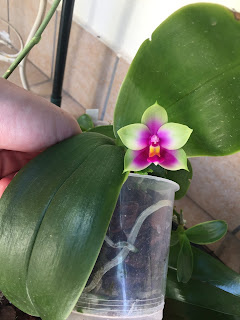 phalaenopsis bellina, La Phalaenopsis bellina, diarid'orchidee