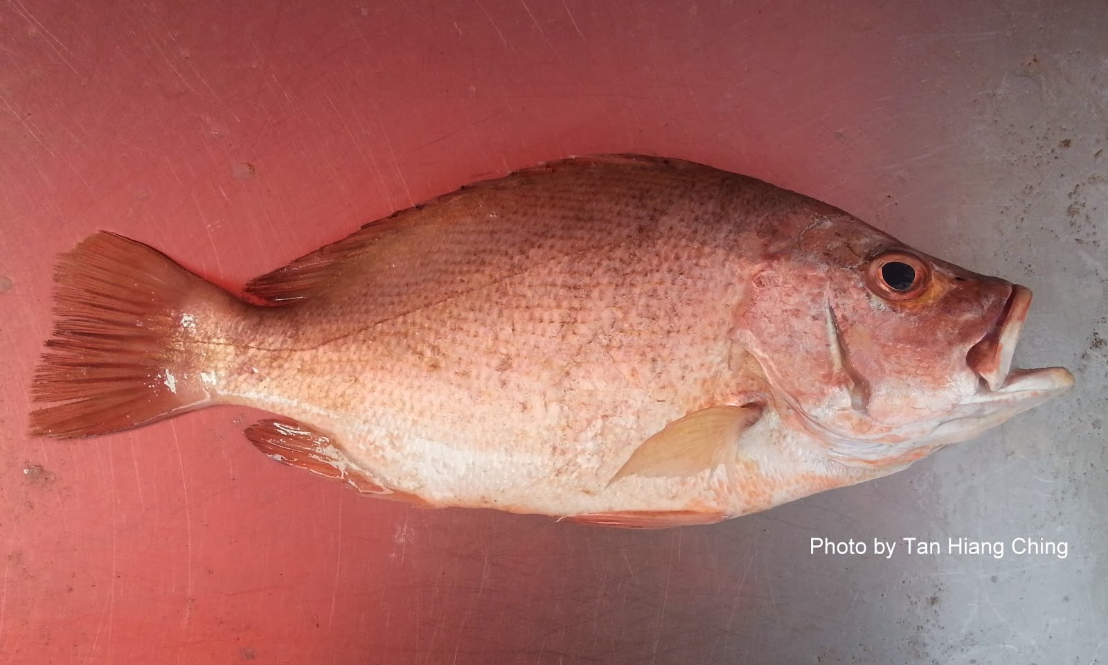 Cherry snapper fish in malay