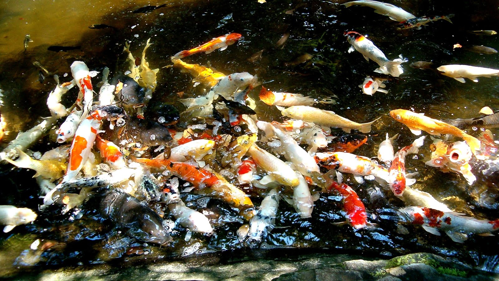 japanese koi pond fish