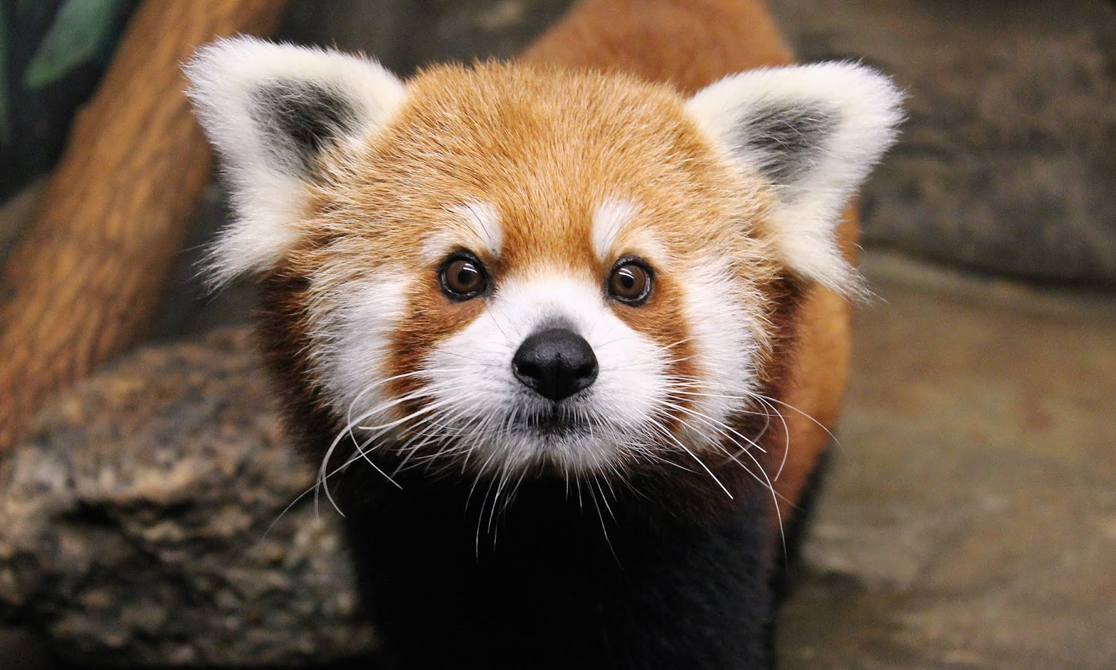 Red Panda HD Wallpapers